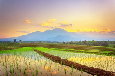 Gökyüzünü ve sabah güneşini yansıtan güzel pirinç tarlalarıyla sabah manzarası.