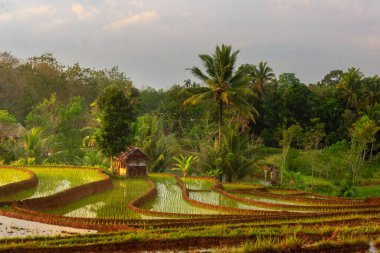 Gökyüzünü yansıtan güzel pirinç tarlalarıyla sabah manzarası ve pirinç tarlaları arasındaki sabah güneşi.