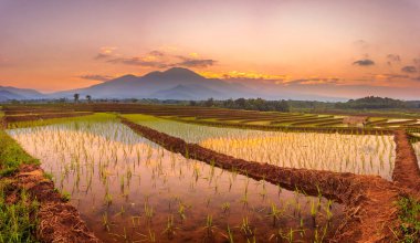 Panorama sabah manzarası, güzel pirinç tarlaları gökyüzünü ve sabah güneşini yansıtıyor. Kuzey Bengkulu, Endonezya dağları arasında.