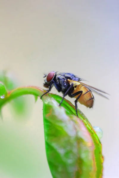 Moucha Relaxující Listu Rozmazaným Pozadím Ráno — Stock fotografie