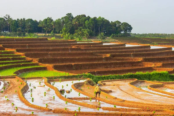 Schöne Morgensicht Mit Sonnenaufgangsatmosphäre Mit Bauern Die Auf Reisfeldern Nord — Stockfoto