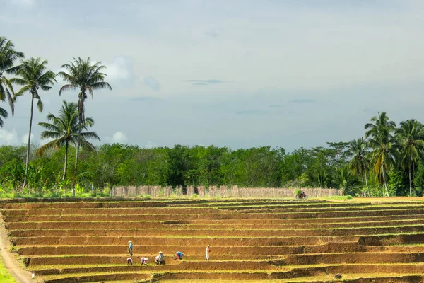 Morgenansicht Eines Bauern Der Einem Reisfeld Fuße Eines Hügels Nord — Stockfoto