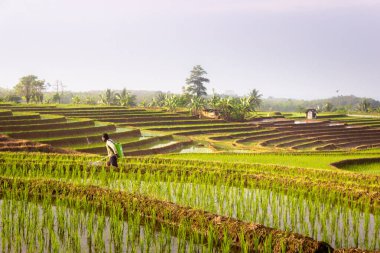 Sabah ilaçlama yapan çiftçilerin güzel manzarası.
