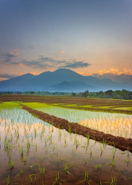 Sabahları pirinç tarlalarının güzel manzarası ve gün doğumunun suyun üzerindeki yansıması.