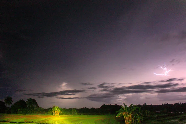 Luz Relâmpago Noite Sobre Campos Arroz Verde — Fotografia de Stock