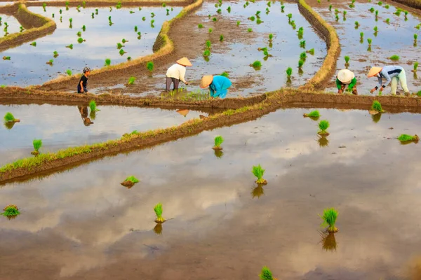 Bella Vista Degli Agricoltori Che Lavorano Piantare Riso Mattino — Foto Stock