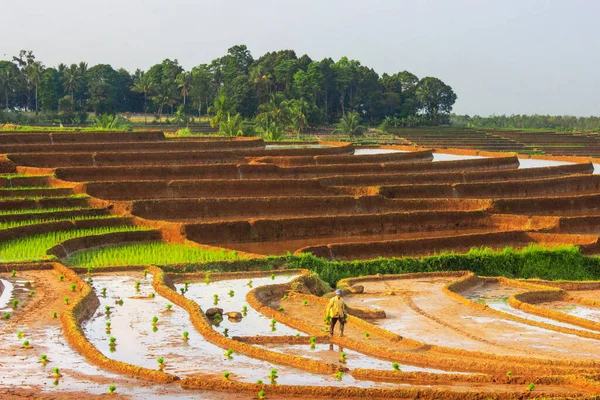 Bauern Beim Morgendlichen Reispflanzen Dorf North Bengkulu Indonesien — Stockfoto