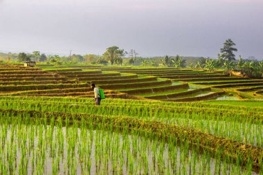 Sabahları çiftçiler pirinç tarlalarına yeşil pirinç sıkarlar.