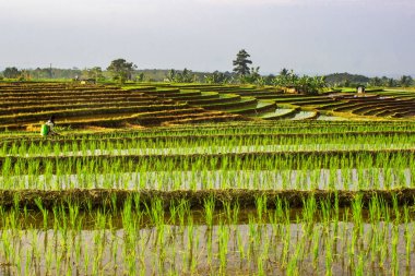 Sabahları çiftçiler Kuzey Bengkulu, Endonezya 'daki pirinç tarlalarına pirinç sıkarlar.