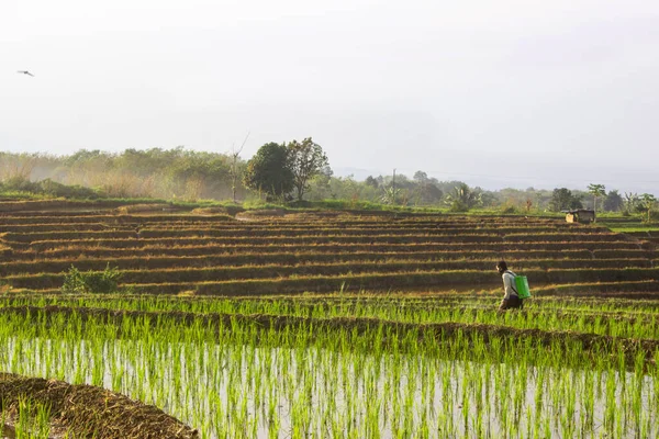 Атмосфера Фермеров Утрам Работающих Рисовых Полях — стоковое фото