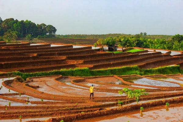 Agricultor Por Mañana Trabajando Campo Arroz —  Fotos de Stock