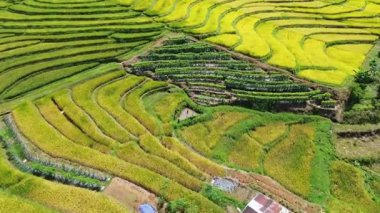 Beautiful morning view indonesia Panorama Landscape paddy fields with beauty color and sky natural light