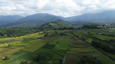 Beautiful morning view indonesia Panorama Landscape paddy fields with beauty color and sky natural light