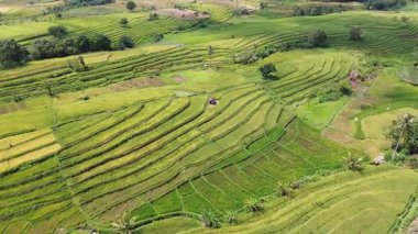 Beautiful morning view indonesia Panorama Landscape paddy fields with beauty color and sky natural light