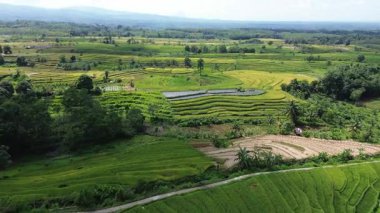 Beautiful morning view indonesia Panorama Landscape paddy fields with beauty color and sky natural light