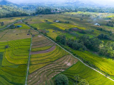 Beautiful morning view indonesia Panorama Landscape paddy fields with beauty color and sky natural light