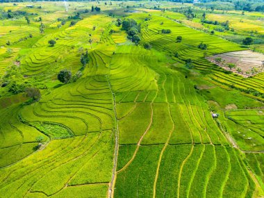 Beautiful morning view indonesia Panorama Landscape paddy fields with beauty color and sky natural light