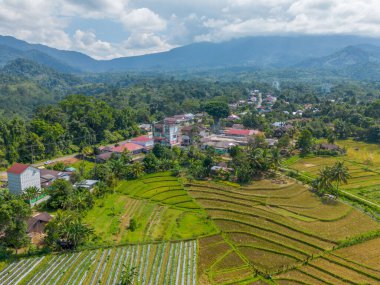 Beautiful morning view indonesia Panorama Landscape paddy fields with beauty color and sky natural light