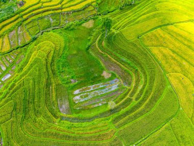 Beautiful morning view indonesia Panorama Landscape paddy fields with beauty color and sky natural light