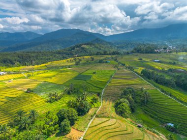 Beautiful morning view indonesia Panorama Landscape paddy fields with beauty color and sky natural light
