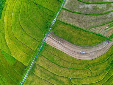 Beautiful morning view indonesia Panorama Landscape paddy fields with beauty color and sky natural light