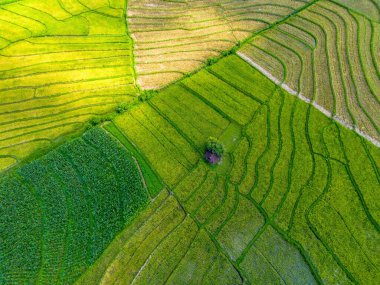 Beautiful morning view indonesia Panorama Landscape paddy fields with beauty color and sky natural light