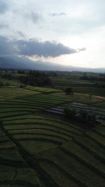 Beautiful morning view indonesia Panorama Landscape paddy fields with beauty color and sky natural light