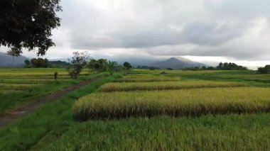 Beautiful morning view indonesia Panorama Landscape paddy fields with beauty color and sky natural light