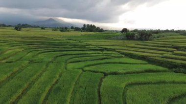 Beautiful morning view indonesia Panorama Landscape paddy fields with beauty color and sky natural light