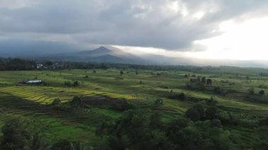 Beautiful morning view indonesia Panorama Landscape paddy fields with beauty color and sky natural light