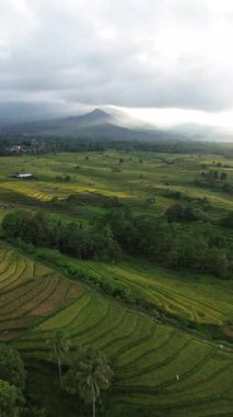 Beautiful morning view indonesia Panorama Landscape paddy fields with beauty color and sky natural light