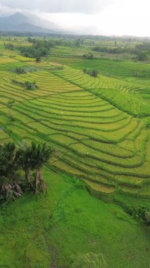 Beautiful morning view indonesia Panorama Landscape paddy fields with beauty color and sky natural light