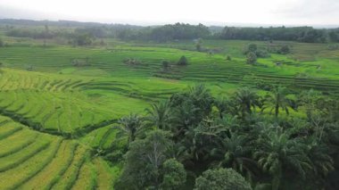 Beautiful morning view indonesia Panorama Landscape paddy fields with beauty color and sky natural light
