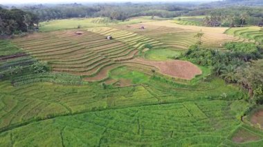 Beautiful morning view indonesia Panorama Landscape paddy fields with beauty color and sky natural light