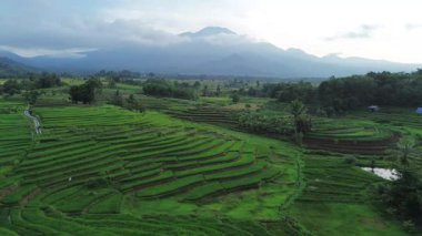Beautiful morning view indonesia Panorama Landscape paddy fields with beauty color and sky natural light