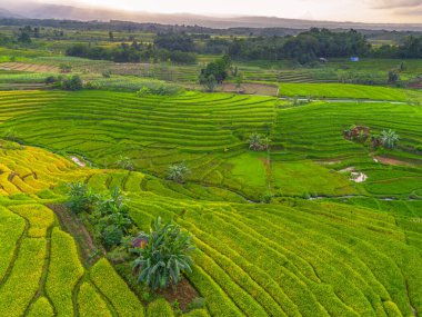 Beautiful morning view indonesia Panorama Landscape paddy fields with beauty color and sky natural light