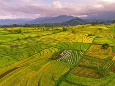 Beautiful morning view indonesia Panorama Landscape paddy fields with beauty color and sky natural light