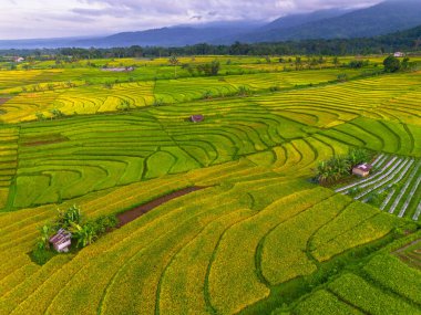 Beautiful morning view indonesia Panorama Landscape paddy fields with beauty color and sky natural light
