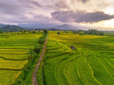 Beautiful morning view indonesia Panorama Landscape paddy fields with beauty color and sky natural light