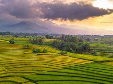 Beautiful morning view indonesia Panorama Landscape paddy fields with beauty color and sky natural light