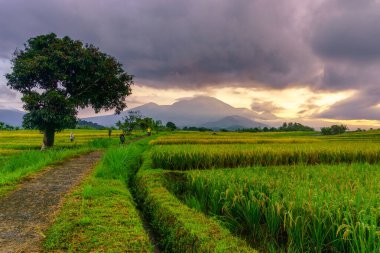 Beautiful morning view indonesia Panorama Landscape paddy fields with beauty color and sky natural light