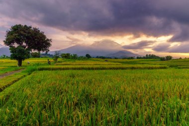 Beautiful morning view indonesia Panorama Landscape paddy fields with beauty color and sky natural light