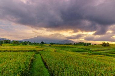 Beautiful morning view indonesia Panorama Landscape paddy fields with beauty color and sky natural light