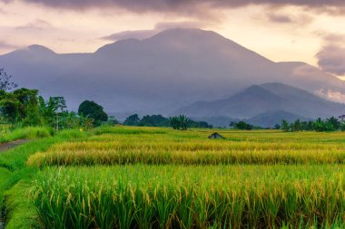 Beautiful morning view indonesia Panorama Landscape paddy fields with beauty color and sky natural light
