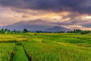 Beautiful morning view indonesia Panorama Landscape paddy fields with beauty color and sky natural light