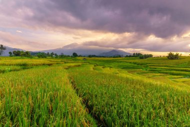 Beautiful morning view indonesia Panorama Landscape paddy fields with beauty color and sky natural light