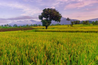Beautiful morning view indonesia Panorama Landscape paddy fields with beauty color and sky natural light