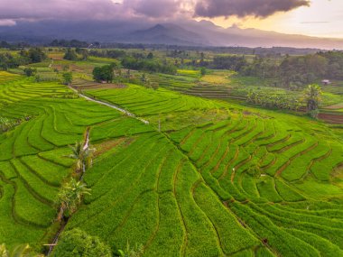 Beautiful morning view indonesia Panorama Landscape paddy fields with beauty color and sky natural light