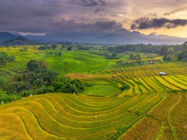 Beautiful morning view indonesia Panorama Landscape paddy fields with beauty color and sky natural light