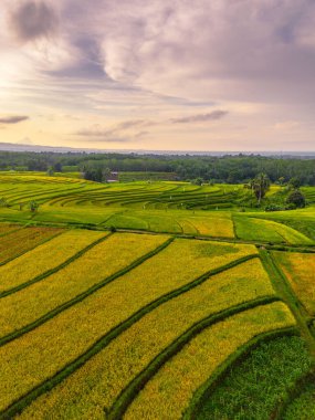 Beautiful morning view indonesia Panorama Landscape paddy fields with beauty color and sky natural light